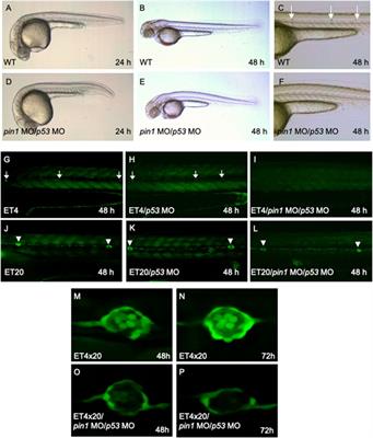 The prolyl isomerase Pin1 stabilizes NeuroD during differentiation of mechanoreceptors